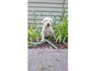 Labradoodle Puppy for sale in Blairsville, GA, USA