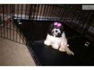 Havanese Puppy for sale in Columbia, SC, USA