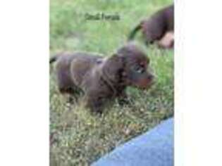 Dachshund Puppy for sale in Climax Springs, MO, USA