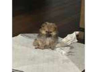 Pomeranian Puppy for sale in Lyons, GA, USA
