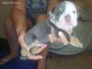 Bulldog Puppy for sale in Bryceville, FL, USA