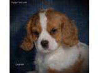Cavachon Puppy for sale in Danville, PA, USA