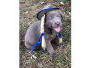 Labrador Retriever Puppy for sale in Smyrna, DE, USA