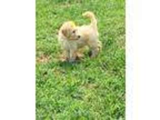 Goldendoodle Puppy for sale in Elberfeld, IN, USA