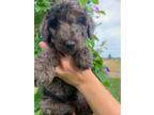 Airedale Terrier Puppy for sale in Ashland, OH, USA