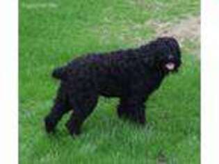 Black Russian Terrier Puppy for sale in Hookerton, NC, USA