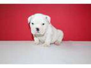 Bulldog Puppy for sale in Hialeah, FL, USA