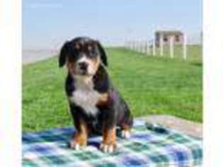 Greater Swiss Mountain Dog Puppy for sale in Bird In Hand, PA, USA