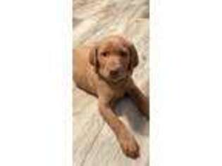Labrador Retriever Puppy for sale in Goodview, VA, USA