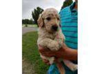 Goldendoodle Puppy for sale in Callaway, MD, USA