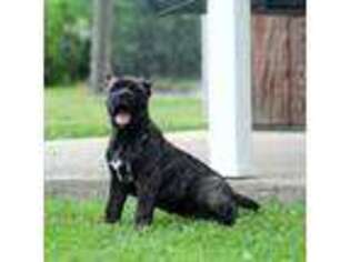 Cane Corso Puppy for sale in Milford, IN, USA