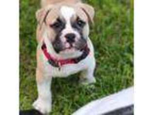 Olde English Bulldogge Puppy for sale in Emory, TX, USA