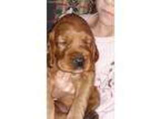 Irish Setter Puppy for sale in Wills Point, TX, USA