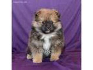 Pomeranian Puppy for sale in Fresno, OH, USA