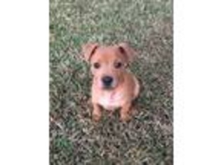 American Staffordshire Terrier Puppy for sale in Seabrook, TX, USA
