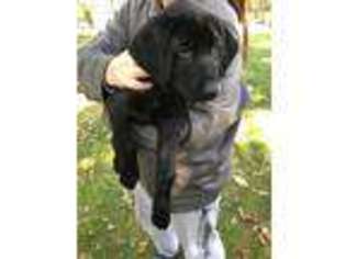 Labrador Retriever Puppy for sale in Becker, MN, USA