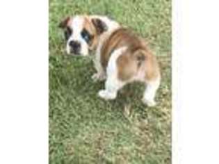 French Bulldog Puppy for sale in Huntsville, AR, USA