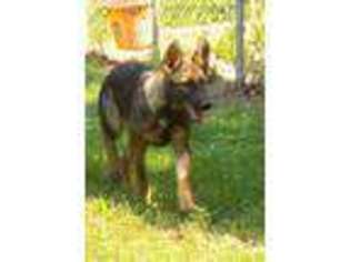 German Shepherd Dog Puppy for sale in Woodbine, KY, USA