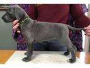 Great Dane Puppy for sale in Shapleigh, ME, USA