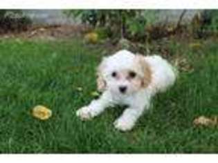 Cavachon Puppy for sale in Fort Plain, NY, USA