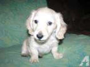 Mutt Puppy for sale in FORT LITTLETON, PA, USA