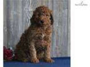 Goldendoodle Puppy for sale in Harrisburg, PA, USA