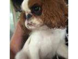 English Toy Spaniel Puppy for sale in Brevard, NC, USA
