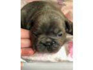French Bulldog Puppy for sale in Amelia, OH, USA