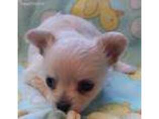 Chihuahua Puppy for sale in Ogdensburg, WI, USA