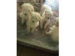 Goldendoodle Puppy for sale in Nicholls, GA, USA