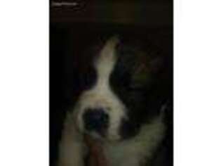Saint Bernard Puppy for sale in Fairmount, IL, USA