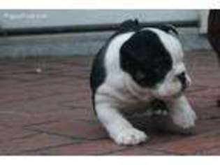 Bulldog Puppy for sale in Inglewood, CA, USA