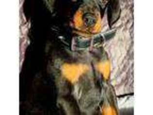 Doberman Pinscher Puppy for sale in Palmdale, CA, USA