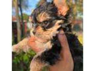 Yorkshire Terrier Puppy for sale in Romulus, MI, USA