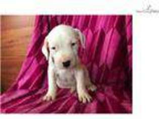 Dogo Argentino Puppy for sale in Lancaster, PA, USA