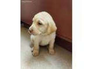 Labrador Retriever Puppy for sale in Bradenton, FL, USA