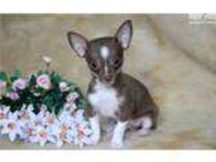Chihuahua Puppy for sale in Lancaster, PA, USA