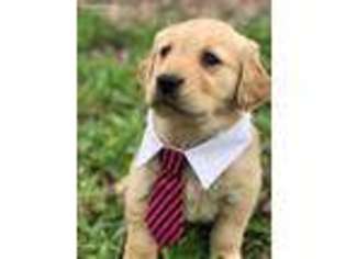 Golden Retriever Puppy for sale in Dexter, MO, USA
