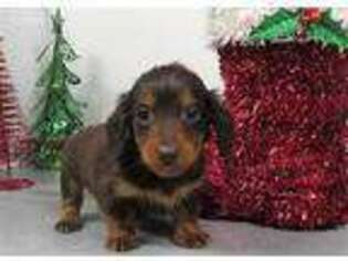 Dachshund Puppy for sale in Pomona, MO, USA