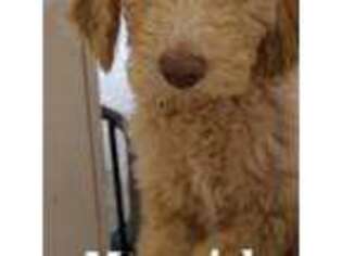 Mutt Puppy for sale in Box Elder, SD, USA