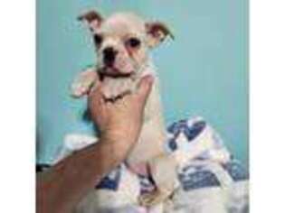 Boston Terrier Puppy for sale in Peotone, IL, USA