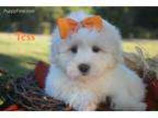 Coton de Tulear Puppy for sale in Center Ridge, AR, USA