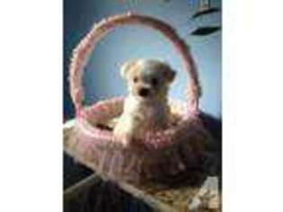 Maltese Puppy for sale in HOMESTEAD, FL, USA