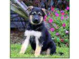 German Shepherd Dog Puppy for sale in Coram, NY, USA