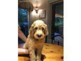 Goldendoodle Puppy for sale in Harker Heights, TX, USA