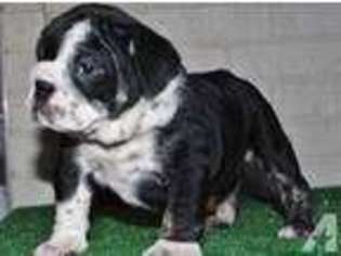 Bulldog Puppy for sale in GRAND PRAIRIE, TX, USA