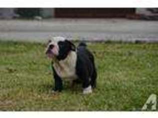 Bulldog Puppy for sale in POMPANO BEACH, FL, USA