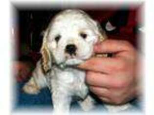 Cocker Spaniel Puppy for sale in Brainerd, MN, USA