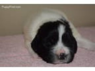 Newfoundland Puppy for sale in Tetonia, ID, USA