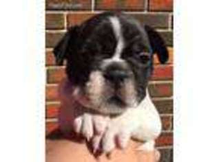French Bulldog Puppy for sale in Lombard, IL, USA